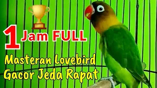 Masteran Lovebird Fighter Ngetik Ngekek Panjang Cocok Untuk Semua Lovebird Mania Indonesia