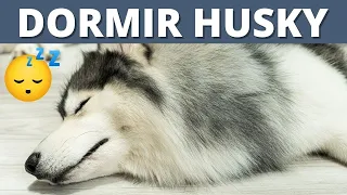 💤 MÚSICA PARA DORMIR HUSKY SIBERIANO  |  FUNCIONA ✅ 💤