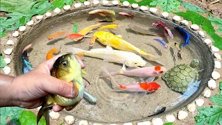 🐳🌊 Menangkap ikan mas koki lucu, ikan cupang, ikan koi, ikan lele, ikan moly, ikan glofish, bebek