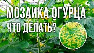 Диагностика болезней огурцов. Вирус огуречной мозаики. Почему желтеют листья на огурцах.