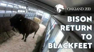 Bison Return to Blackfeet