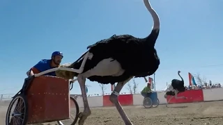 Ostrich Racing:  Slow Motion Close Up View