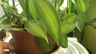 Орхидея Ваниль вариегатная в домашних условиях.
