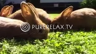 Relaxation for Children - Music for learning, positive, harmony, quiet  -  RABBIT BABYS