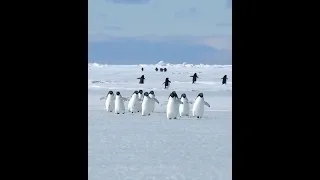 A Herd of penguins enjoying walk on Antarctic iceberg | Antarctic wild | penguins # youtubeshorts