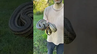 The comparison of an adult and juvenile Four-lined snake!