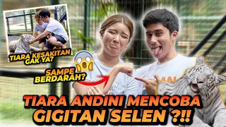 TIARA ANDINI DIG1G1T SAMA SELEN ?! BEGINI RASANYA SETELAH DIG1G1T HARIMAU !!