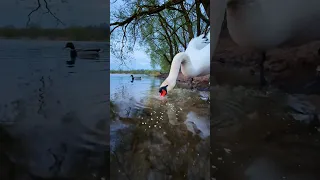 Угостил Алеся и поговорили по душам. #лебедь #милоевидео #swan #лебеди #мило #love #овсянка #подушам