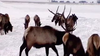 Brutus, A Wyoming Legend: Tribute Video