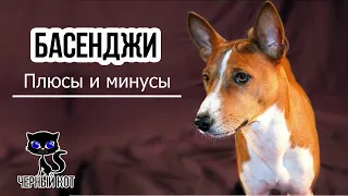 ✔ Басенджи: плюсы и минусы породы, которые, вероятно, ожидают будущего владельца