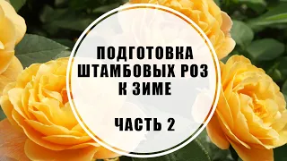 Укрытие штамбовых роз на зиму. Часть 2. Обрезка и подготовка