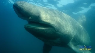 Basking Sharks | SHARK ACADEMY