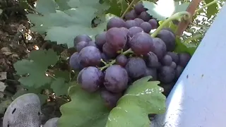 Сорт винограда "Любомир" - сезон 2019 # Grape sort "Lyubomir"