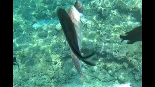 Кипр 2021 Протарас. Под водой - кто-то сожрал рыбу-ласточку