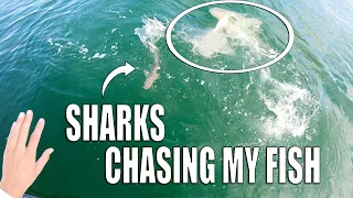 5 HUGE SHARKS CHASE 1 FISH - Crazy SHARK frenzy!