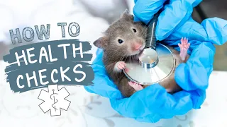 How to: Hamster Health Checks