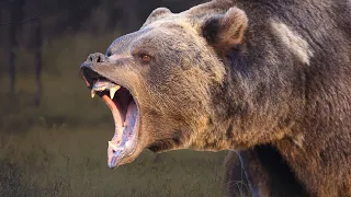 Медведь гризли - интересные факты