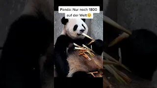 🥺Diese Tiere gibt es bald nicht mehr🥺 #shorts #viral #creepy #scary