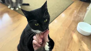 Dorothy - A Tuxedo Cat Dressed for a Party!