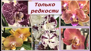 Хотите редкие орхидеи?! Их продают здесь! 😲 Rare orchids in Moscow