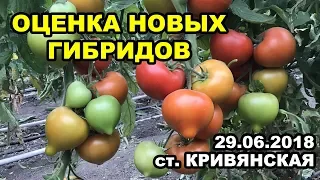 Томаты. Оценка новых гирбидов. ст. Кривянская