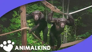 Chimps see the sky barrier-free for first time