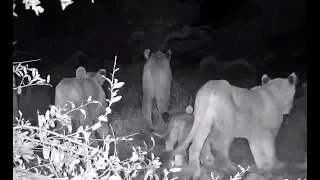 Lions and cubs leaving Naledi CAT-eye cam. 19.15 / 09 May 2019