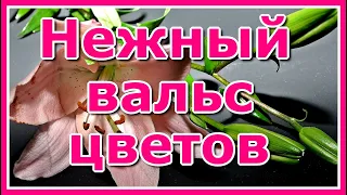 Нежный вальс цветов✦ - Видеорелакс - Потрясающая мелодия для души - Сергей Чекалин