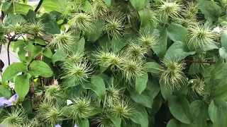 What to do with clematis when they are done flowering