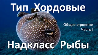 11.2 Рыбы часть I (7 класс) - биология, подготовка к ЕГЭ и ОГЭ 2019