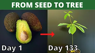 How To Grow An Avocado Tree From Seed | Meluth