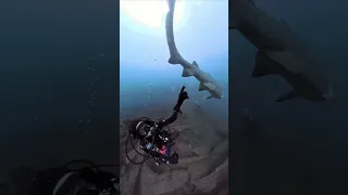 Scuba Diving with Sand Tiger Sharks, Wreck of the Caribsea