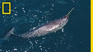 Mystery Behind Narwhals' Iconic Tusks Revealed | National Geographic