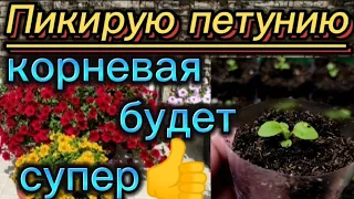 Пикирую и подкармливаю.🌺 Корневая будет отличной👍.