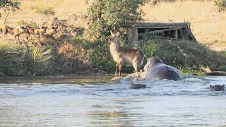 Dramatic❗wild dog's hunting waterbuck