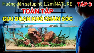 Hồ thuỷ sinh nature 1.2m hướng dẫn setup và chăm sóc toàn tập - Tập 3 - thuỷ sinh Quoidecor