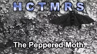 How Creationism Taught Me Real Science 69 The Peppered Moth