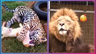 This is What Unique Animal Friendship Looks Like!