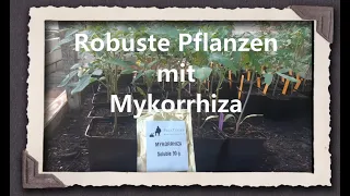 Robuste Pflanzen mit Mykorrhiza