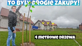 4 METROWE DRZEWA W OGRODZIE? | JAK PRAWIDŁOWO SADZIĆ DUŻE SADZONKI? | ILE KOSZTUJĄ DUŻE DRZEWA ?