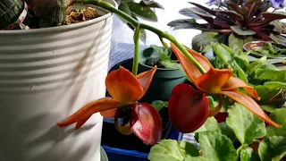 Cycnodes Taiwan Gold 'Orange' (A.K.A Swan Orchid) In Bloom...