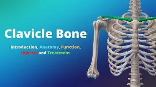 Clavicle Bone: Introduction, Anatomy, Function, Injuries and Treatment.