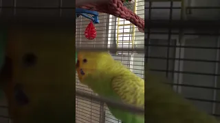 Beat Box Budgie