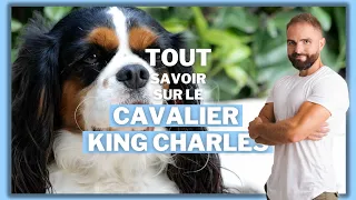 Race de chien Cavalier King Charles !