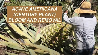 Agave americana (Century Plant) Bloom and Removal