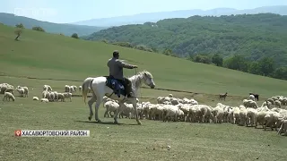В Дагестане начинается перегон скота на летние пастбища