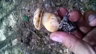 Желчный гриб (горчак). Ложный белый гриб