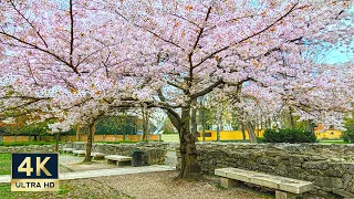 Budapest Hungary 🇭🇺 4K Spring Blossoms Walking Tour 2023