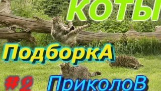 Подборка лучших приколов с котами!Смешные коты.