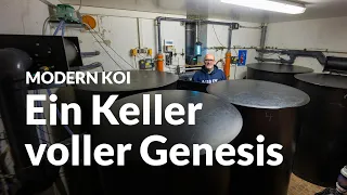 Thomas’ Genesis-Filterkeller nach dem Umbau | Modern Koi Blog #6479